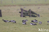 Rotgans (Branta bernicla)