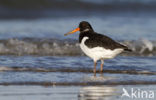 Oystercatcher (Haematopus ostralegus)