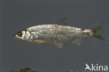 Dace (Leuciscus leuciscus)