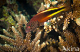 Forster’s hawkfish