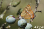 Brown Hairstreak (Thecla betulae)