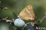 Brown Hairstreak (Thecla betulae)