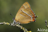 Brown Hairstreak (Thecla betulae)