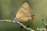 Brown Hairstreak (Thecla betulae)