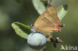 Brown Hairstreak (Thecla betulae)