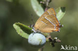 Brown Hairstreak (Thecla betulae)