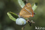 Brown Hairstreak (Thecla betulae)