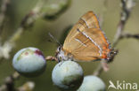 Brown Hairstreak (Thecla betulae)