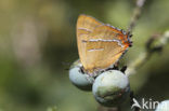 Brown Hairstreak (Thecla betulae)