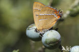 Brown Hairstreak (Thecla betulae)