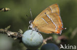 Brown Hairstreak (Thecla betulae)