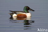 Slobeend (Anas clypeata) 