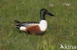 Slobeend (Anas clypeata) 