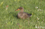 Slobeend (Anas clypeata) 