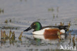 Slobeend (Anas clypeata) 