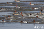 Wigeon (Anas penelope)