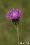 Meadow Thistle (Cirsium dissectum)
