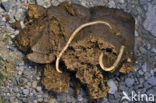 Equine roundworm (Parascaris Equorum)