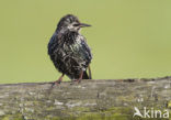 European Starling (Sturnus vulgaris)