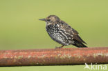 European Starling (Sturnus vulgaris)