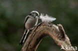 Long-tailed Tit (Aegithalos caudatus)