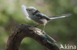 Staartmees (Aegithalos caudatus)