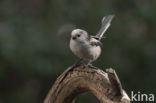 Long-tailed Tit (Aegithalos caudatus)