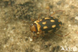 Stictotarsus duodecimpustulatus