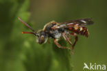 Wasp-bee (Nomada striata)