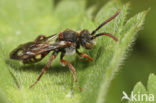 Wasp-bee (Nomada striata)