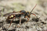 Wasp-bee (Nomada striata)