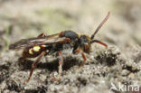 Stomptandwespbij (Nomada striata) 