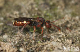 Stomptandwespbij (Nomada striata) 