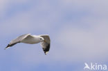 Stormmeeuw (Larus canus)