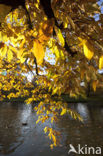 Sweet Chestnut (Castanea sativa)