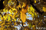 Tamme kastanje (Castanea sativa)