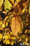 Sweet Chestnut (Castanea sativa)