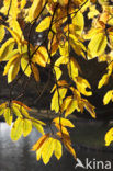 Sweet Chestnut (Castanea sativa)