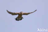 Common Kestrel (Falco tinnunculus)