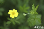 Tormentil (Potentilla erecta)