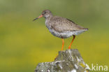 Common Redshank (Tringa totanus)