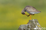 Common Redshank (Tringa totanus)