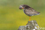 Common Redshank (Tringa totanus)