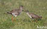 Common Redshank (Tringa totanus)