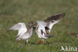 Common Redshank (Tringa totanus)