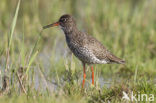 Common Redshank (Tringa totanus)