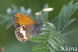 Tweekleurig hooibeestje (Coenonympha arcania) 