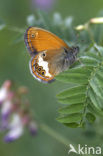 Tweekleurig hooibeestje (Coenonympha arcania) 