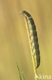 Tweekleurige uil (Hecatera bicolorata)