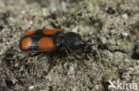 Tweevleksmalkop (Panagaeus bipustulatus)